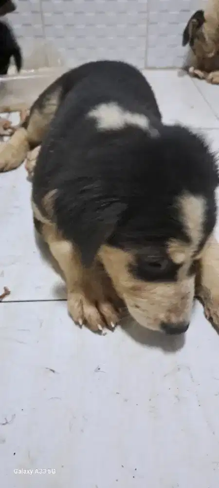 Anak anjing usia 1 bulan