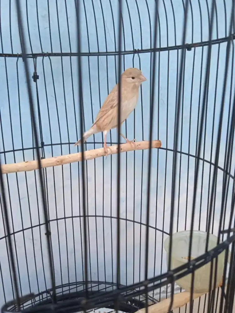 Af betina+sangkar,jual saja karna yg jantan mati