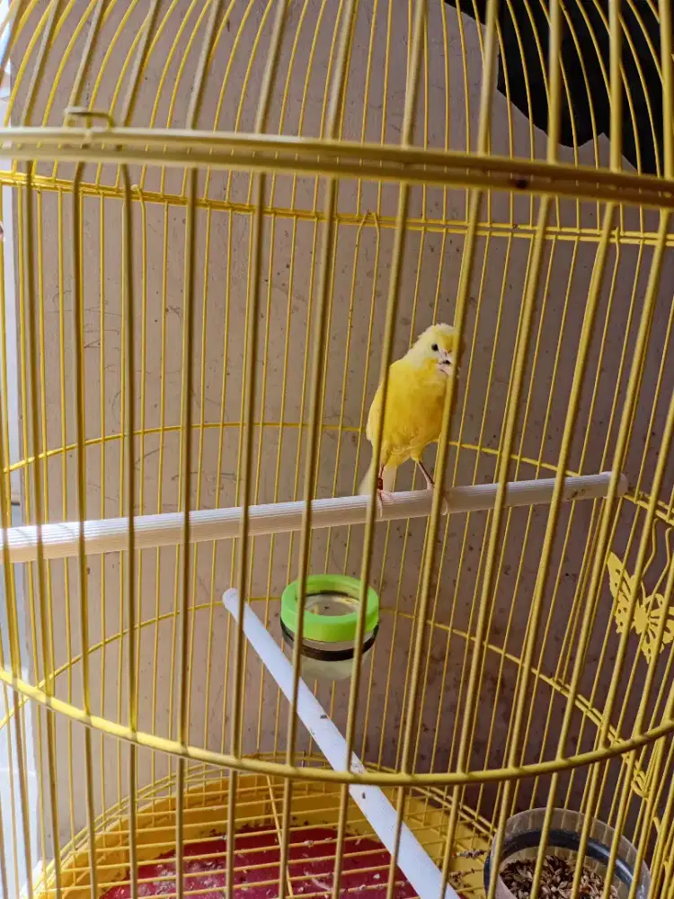 Kenari loper wrna exstra joss