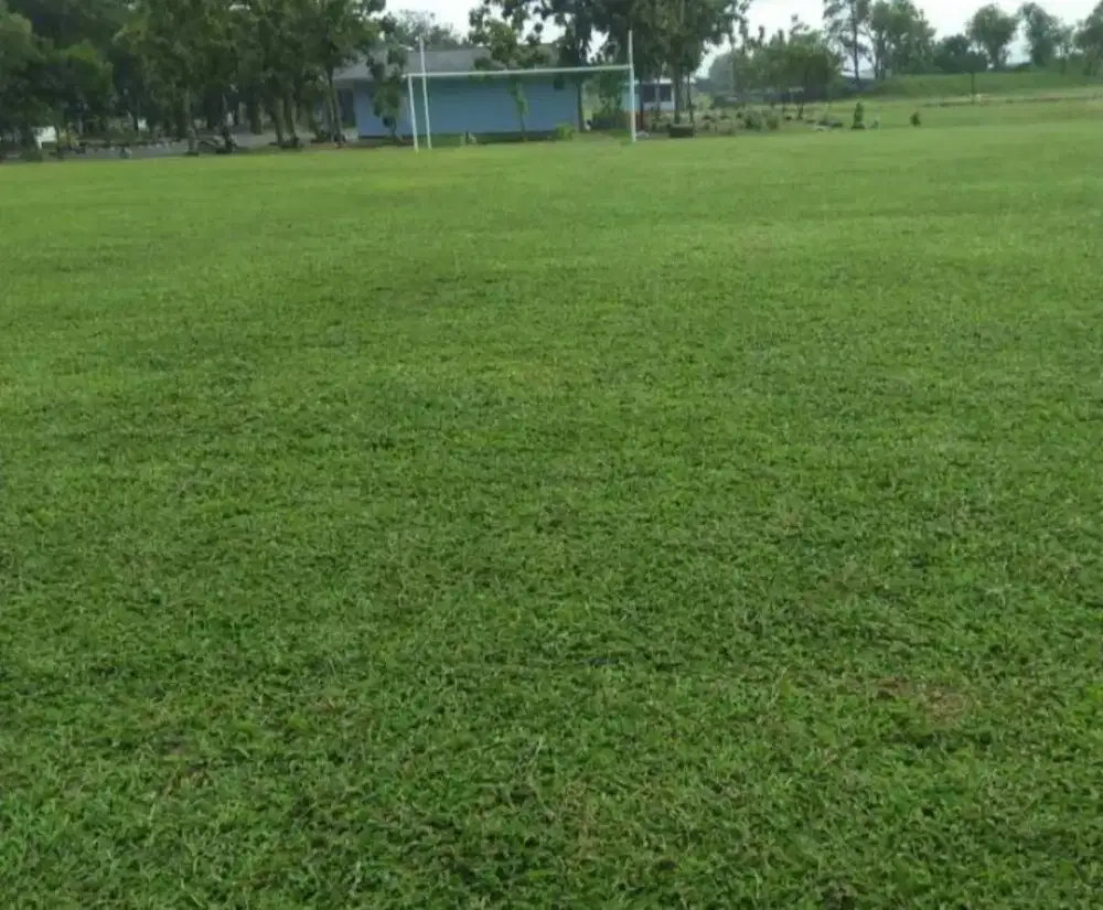 Rumput lapangan sepakbola