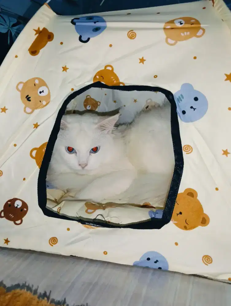 Anggora turkis jantan