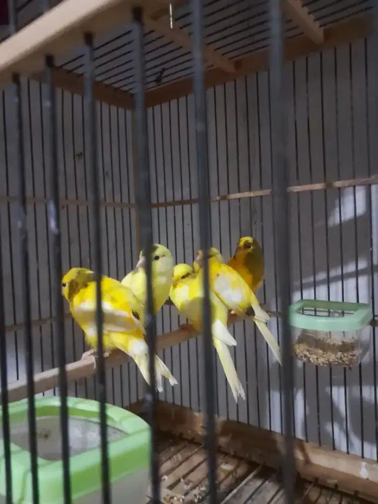 Kenari 6 ekor borongan