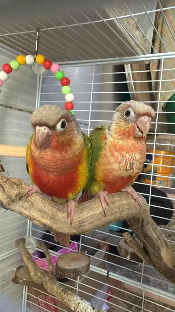 Pineapple conure red DNA sepasang