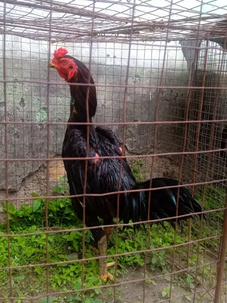 Ayam line BK X BLACKBULL khusus pakcekan cetak