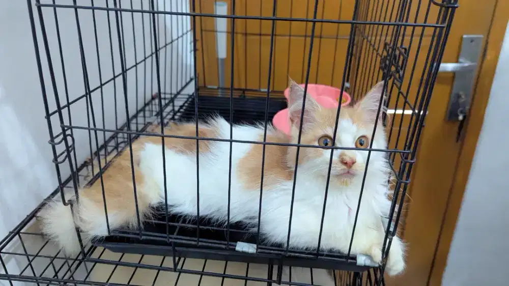 Kucing Persia Mix Maincoon