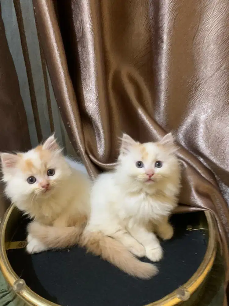 Kucing Persia Kitten Jantan Betina