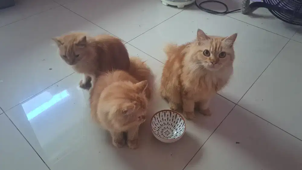 OPEN ADDOPT KITTEN PERSIA