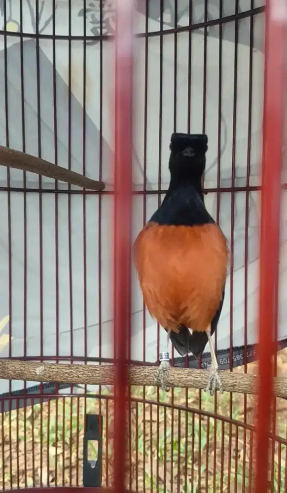 Murai batu prospekan seri f4