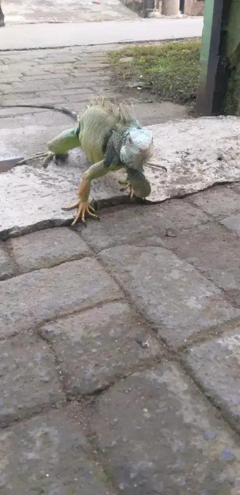 Iguana Green jantan columb