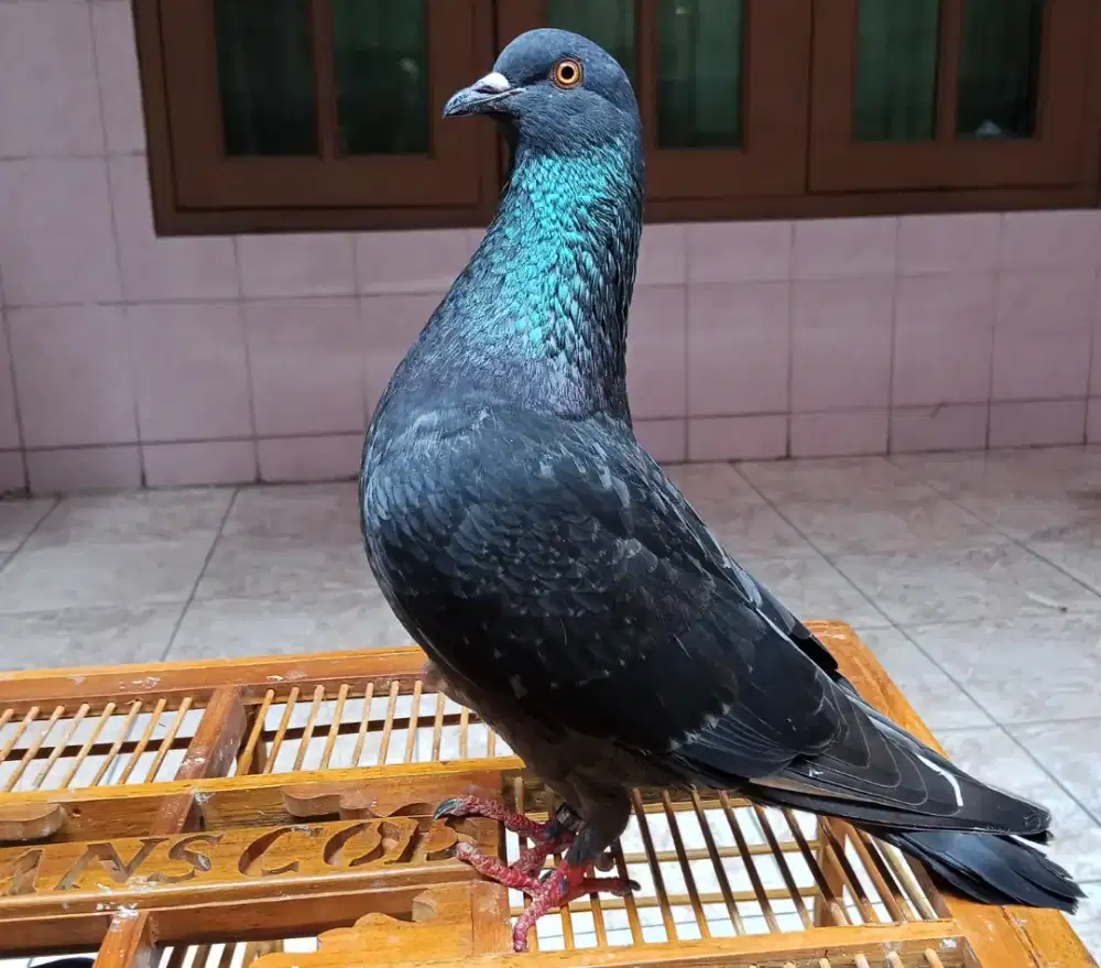Burung dara merpati kolong player