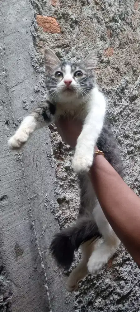 kitten persia ekor kemoceng jantan