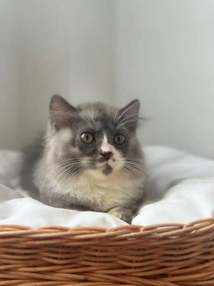 Kucing Munchkin Betina