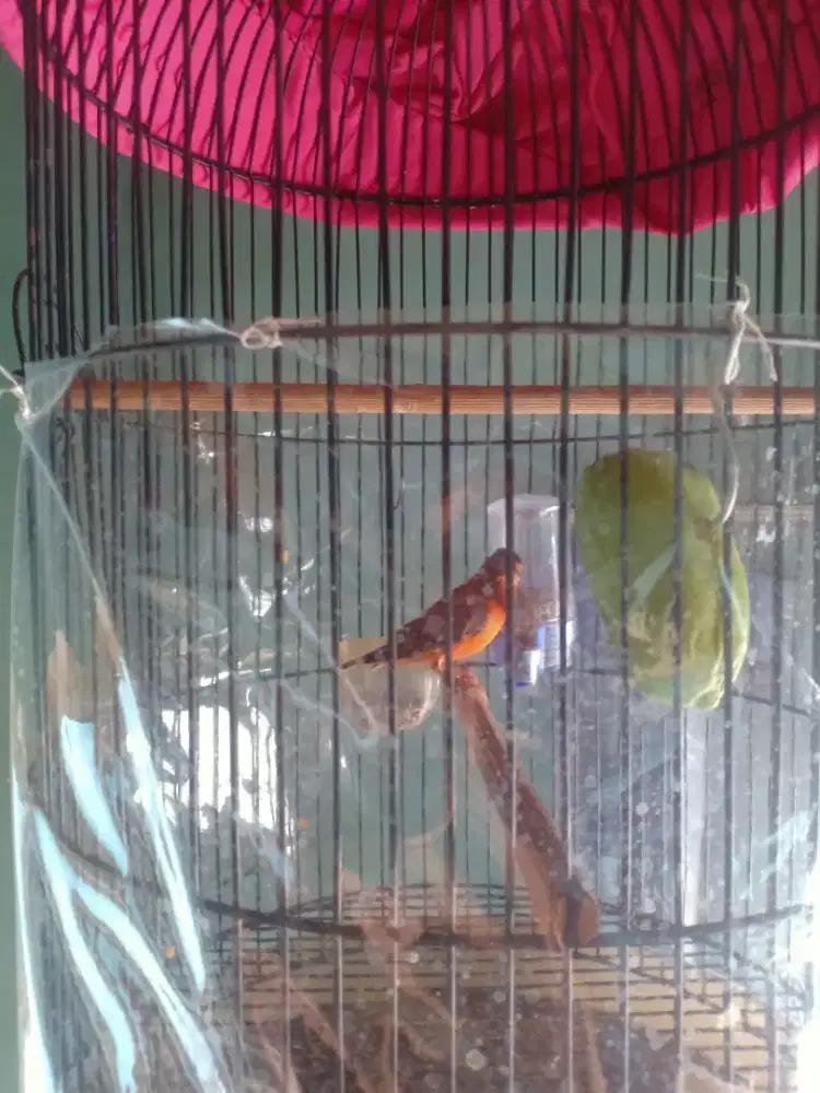 Burung siskin mule gacor