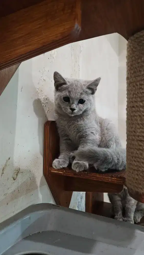 Kucing British Shorthair ( BSH) Kitten