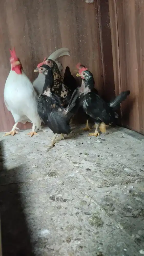 Anak ayam kate 3 ekor