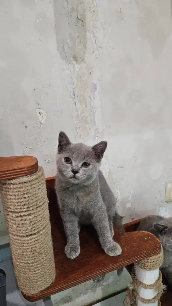 Kucing BSH ( British Shorthair) Kitten abu abu