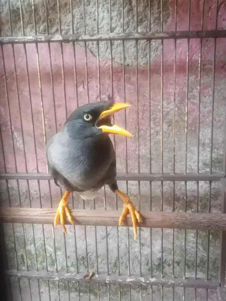 Jual burung jalak Omas gacor cekrekan