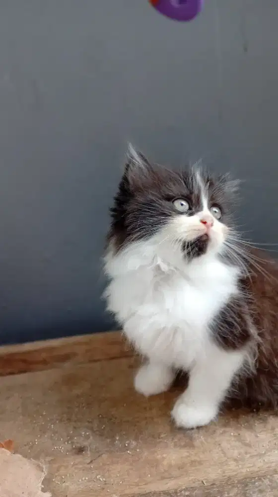 Persia medium jantan