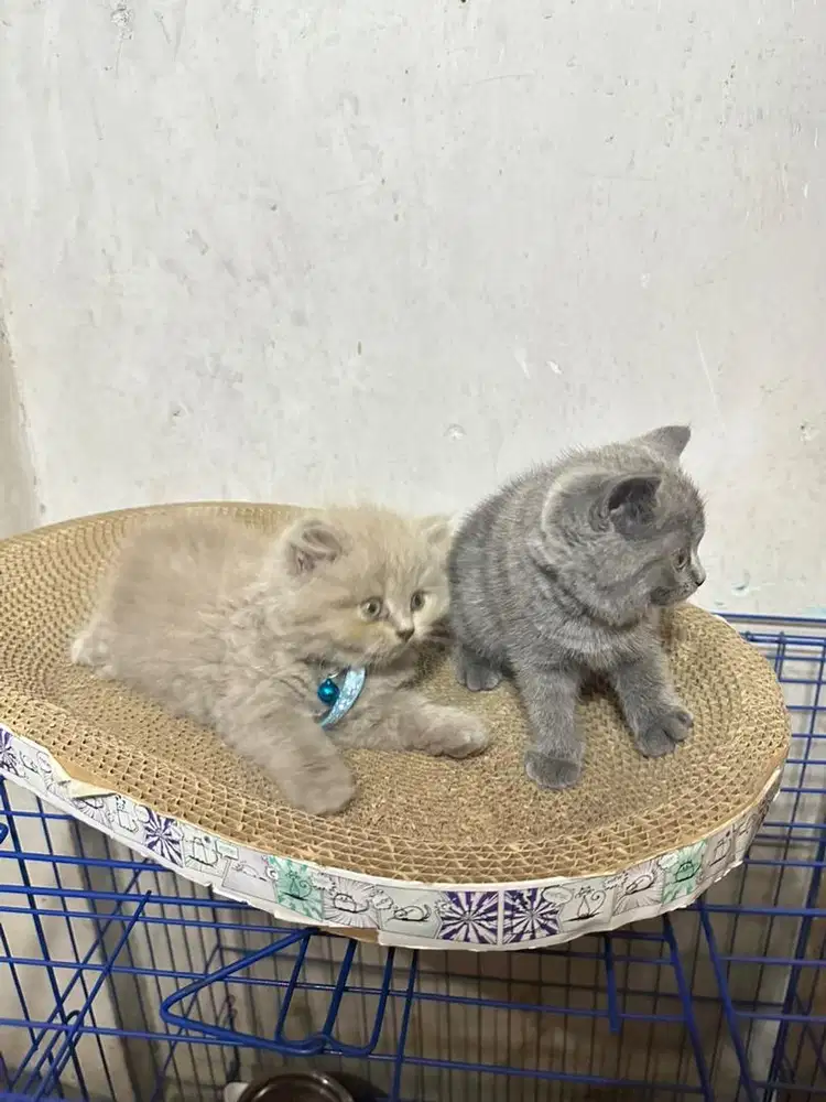 BSH British Shorthair Kitten Sepasang Jantan Lilac Betina Blue 2½ bln