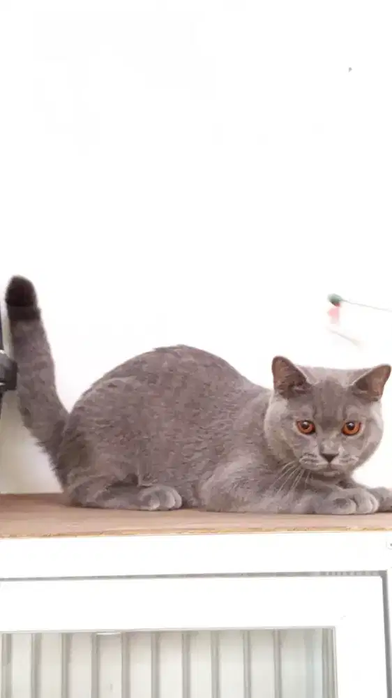 British Shorthair