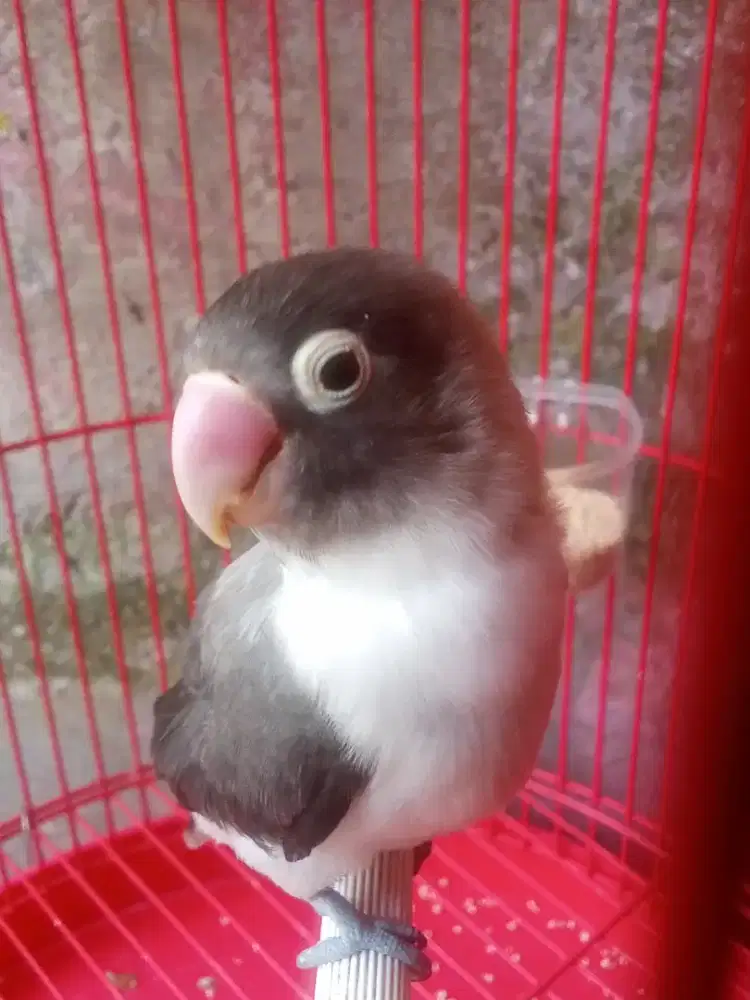 Jual burung Lovebird Batman udh ngekek
