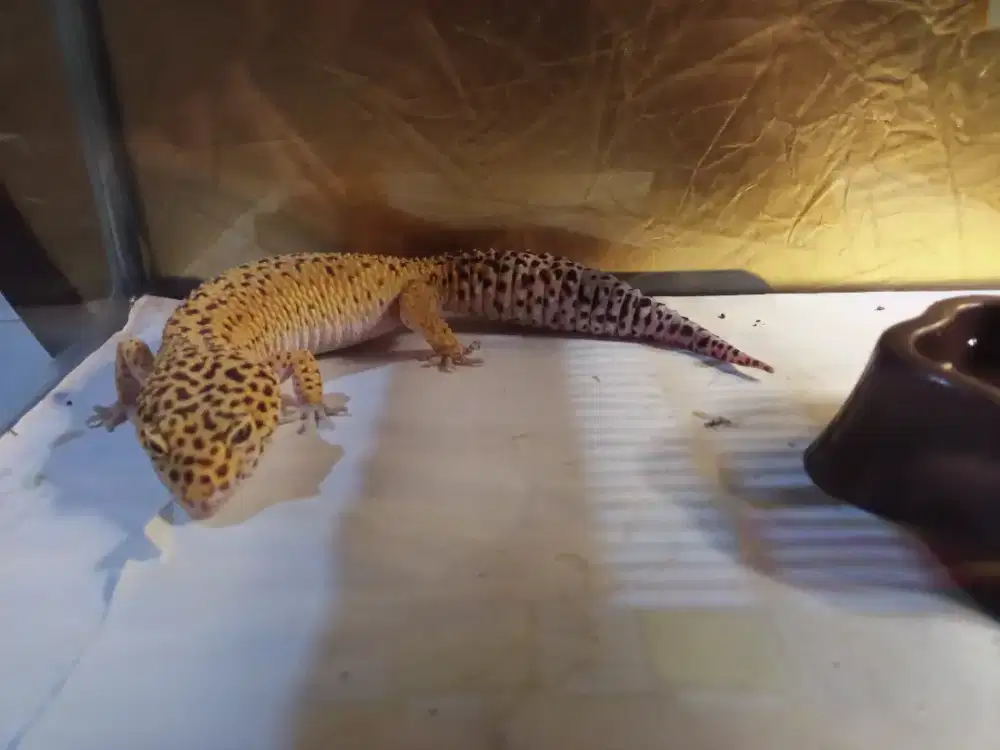 Jual BU Cepat Gecko Giant