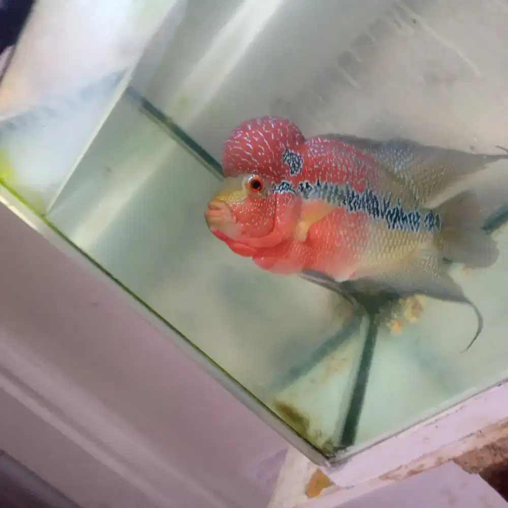 Jual ikan peliharaan ikan lohan