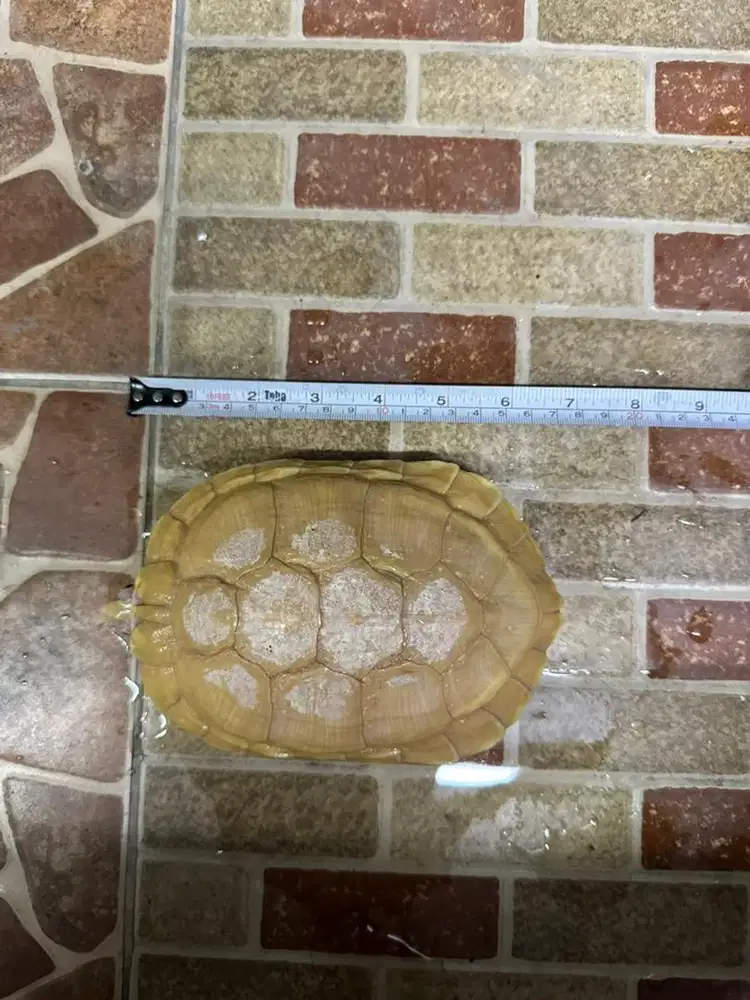 Res Albino Brazil 6 ekor Jantan Indukan ukuran rata” 18cm