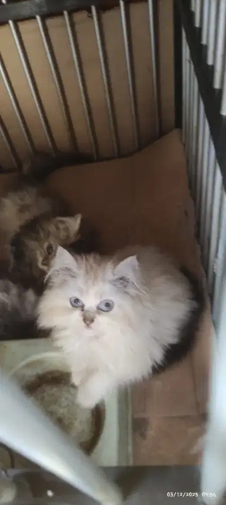 Kitten Persia cewek 3 bulan