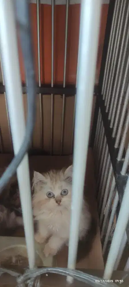 Kitten Persia cewek 3 bulanan