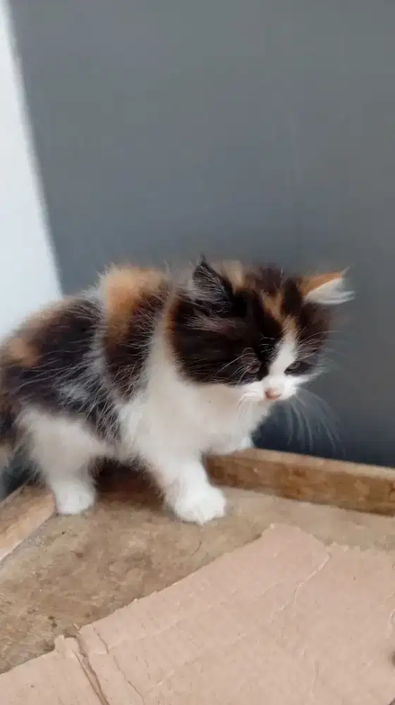 Persia medium calico 3 warna betina