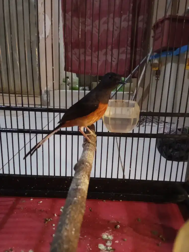 Jual cepat Murai trah mantaaapp