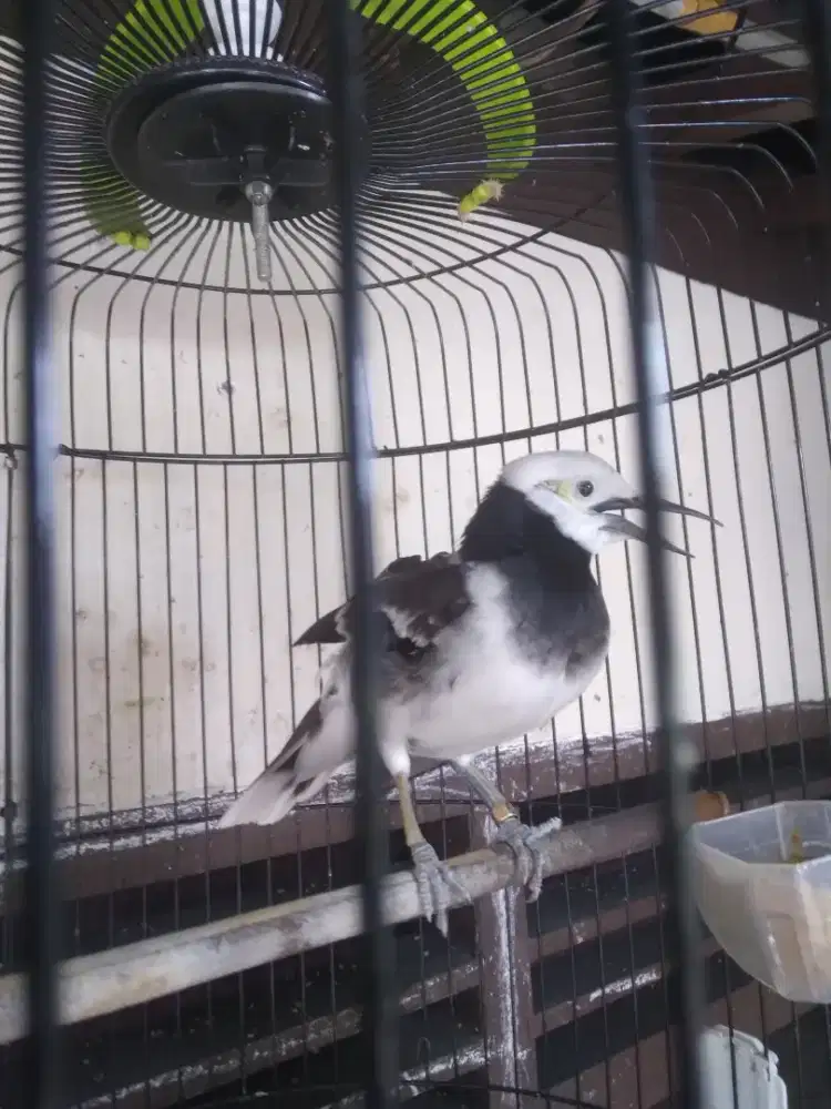 Burung jalak hongkong jantan gacor jinak dari loloh kaki ring