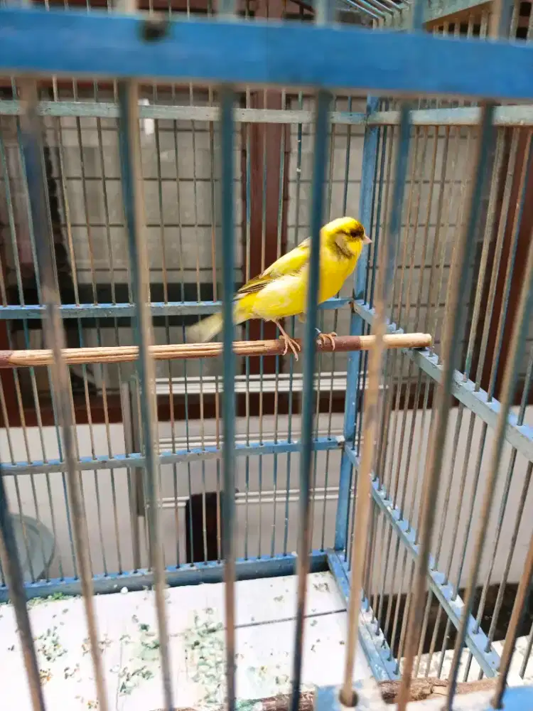 Burung kenari F1