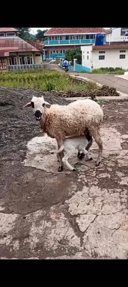 Domba lokal, fresh, gemuk