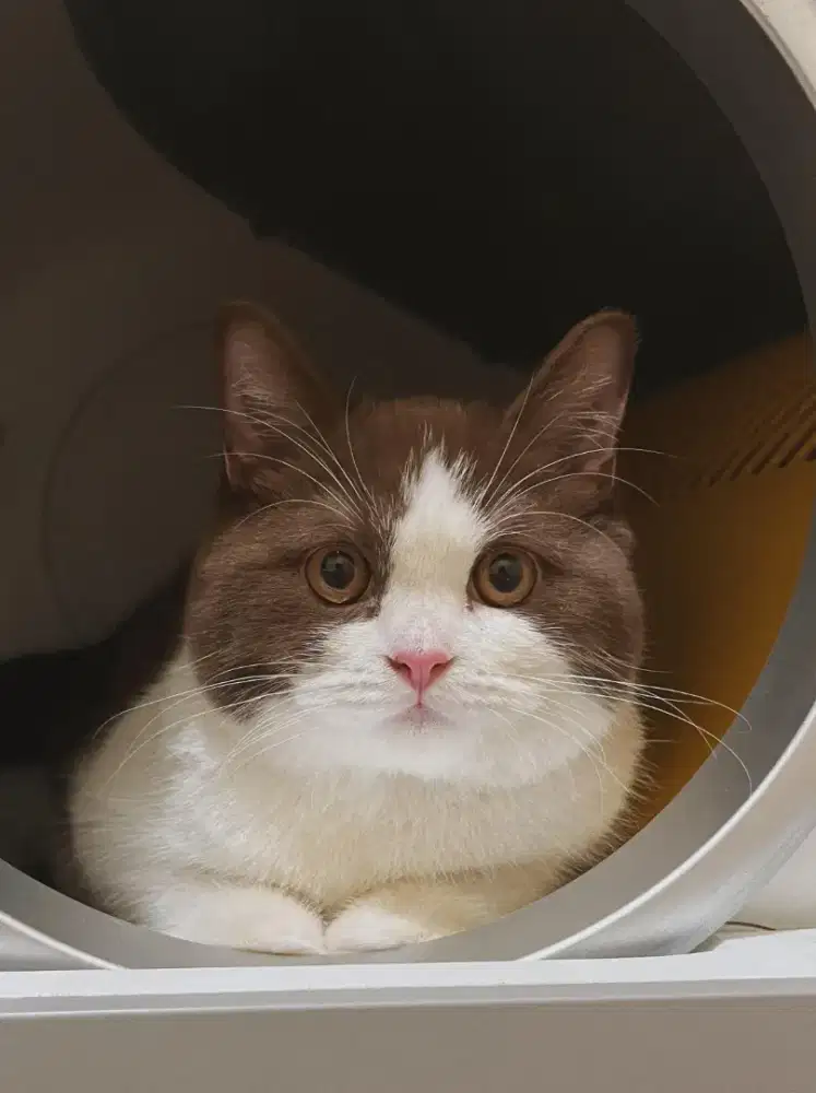 BRITISH SHORTHAIR BICO CINNAMON 7BULAN PED ICA JANTAN