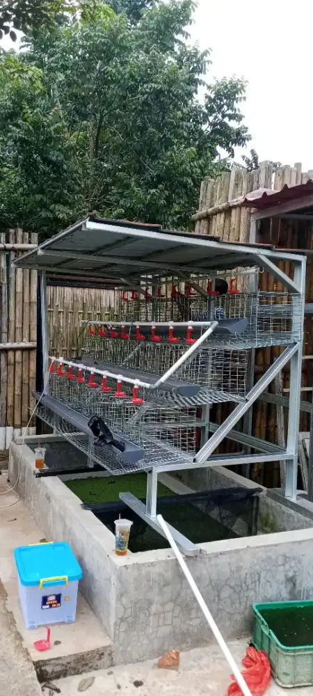 Kandang ayam fullset + atap kapasitas 48 ekor