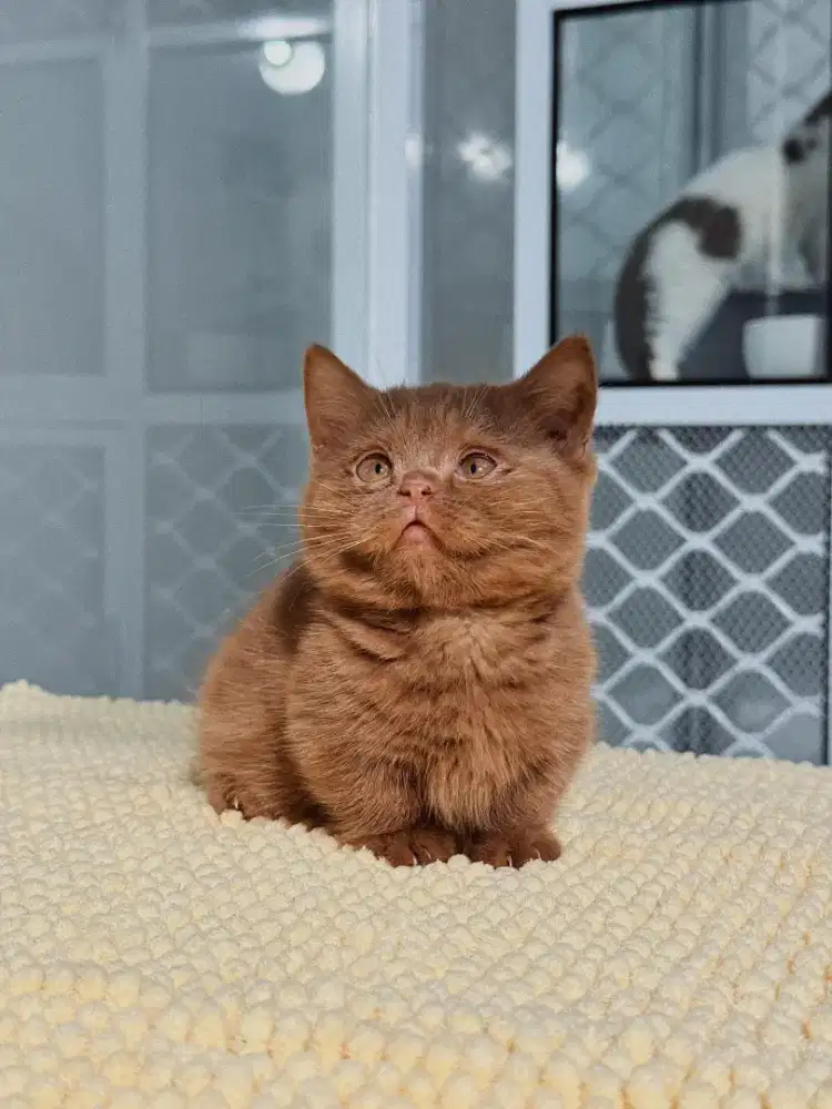 Anak Kitten Kucing MUNCHKIN BSH CINNAMON 2BULAN