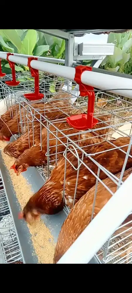 Ayam petelur usia 23 minggu