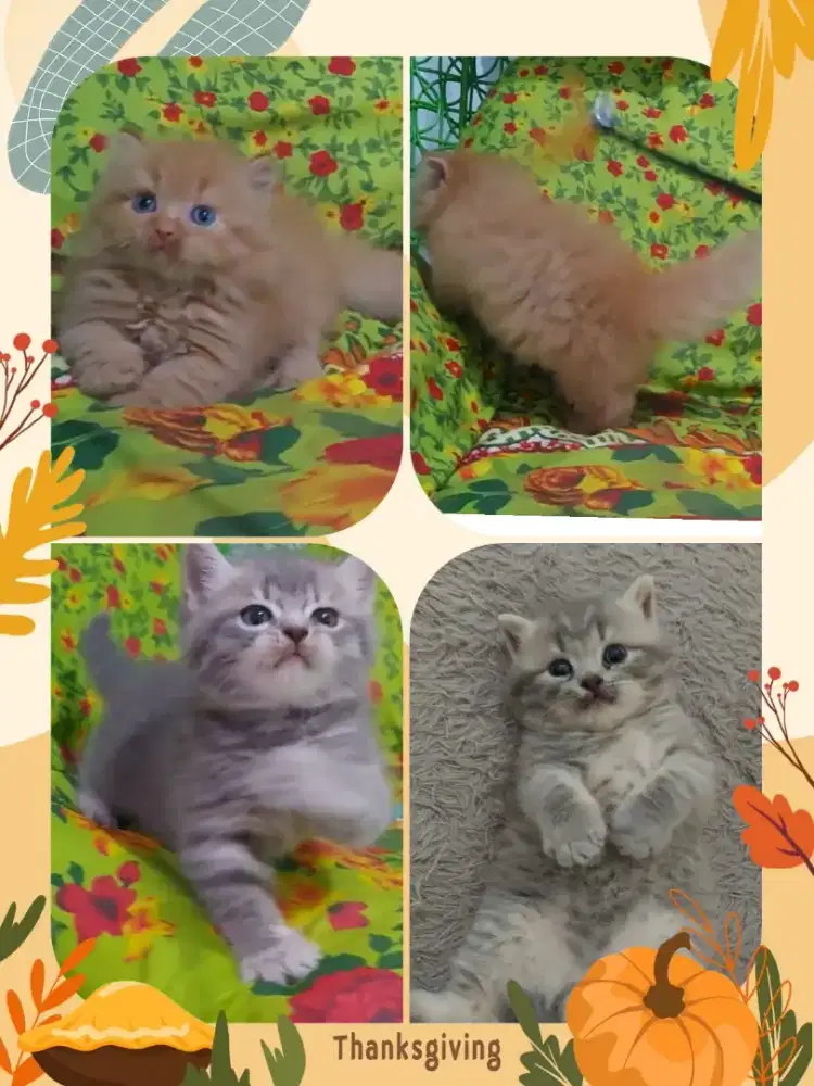 Sepasang Munchkin Minuete dan BSH Blue Tabby