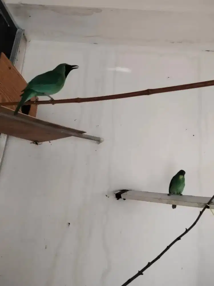 Jenggot jwa sepasang siap ternak mantap