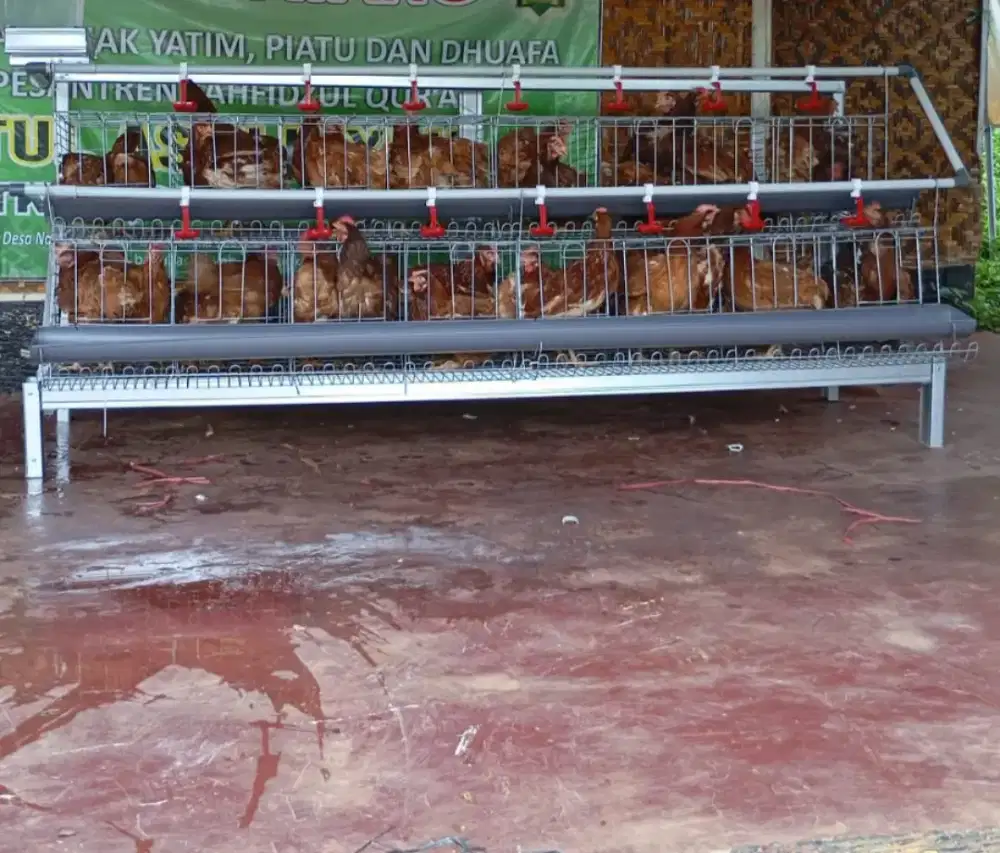 Kandang fullset + ayam kapasitas 32 ekor