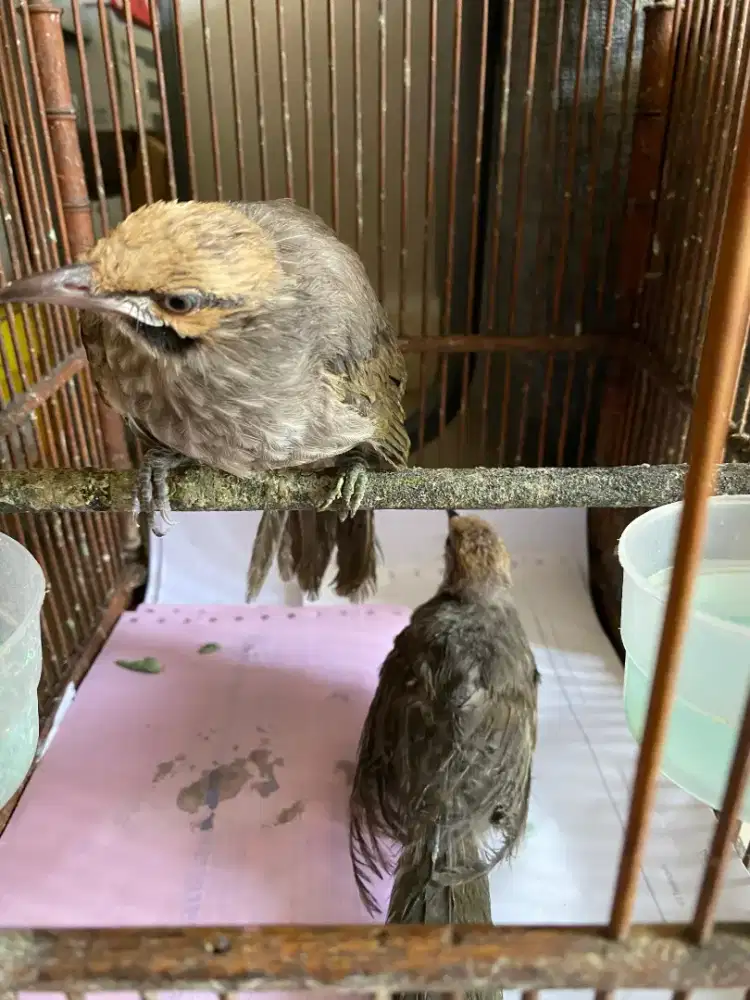 dijual Cucakrawa, pasangan