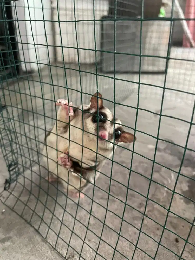 Sugar Glider Betina umur 2tahun