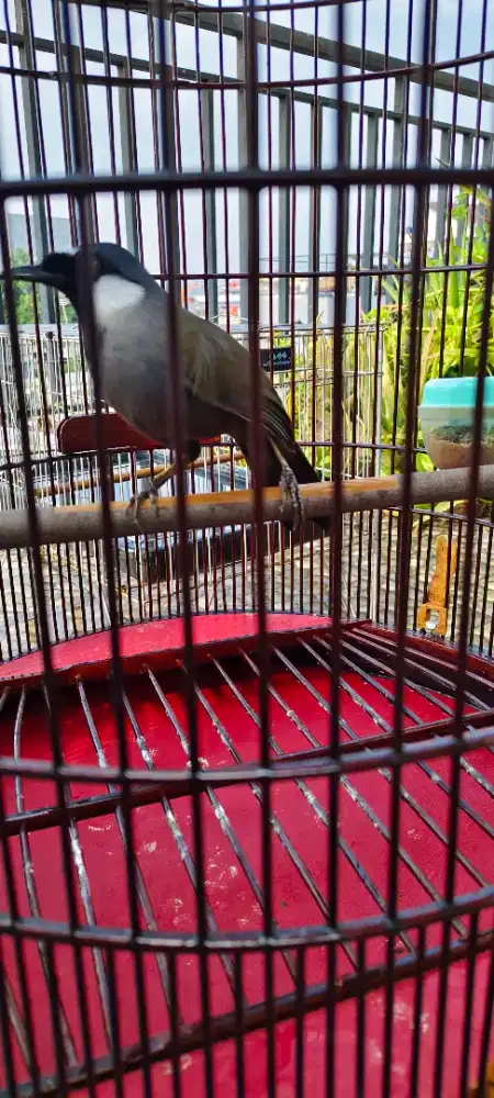 Poksai hongkong gacor