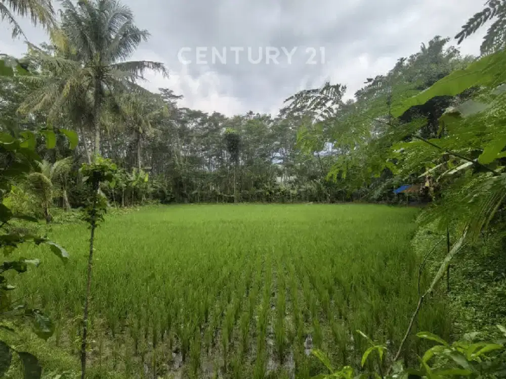 Tanah Sawah Poduktif Di Pinggir Jalan Parakanlima Purwakarta