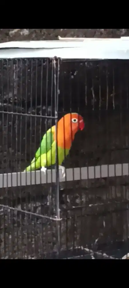 Lovebird biola green