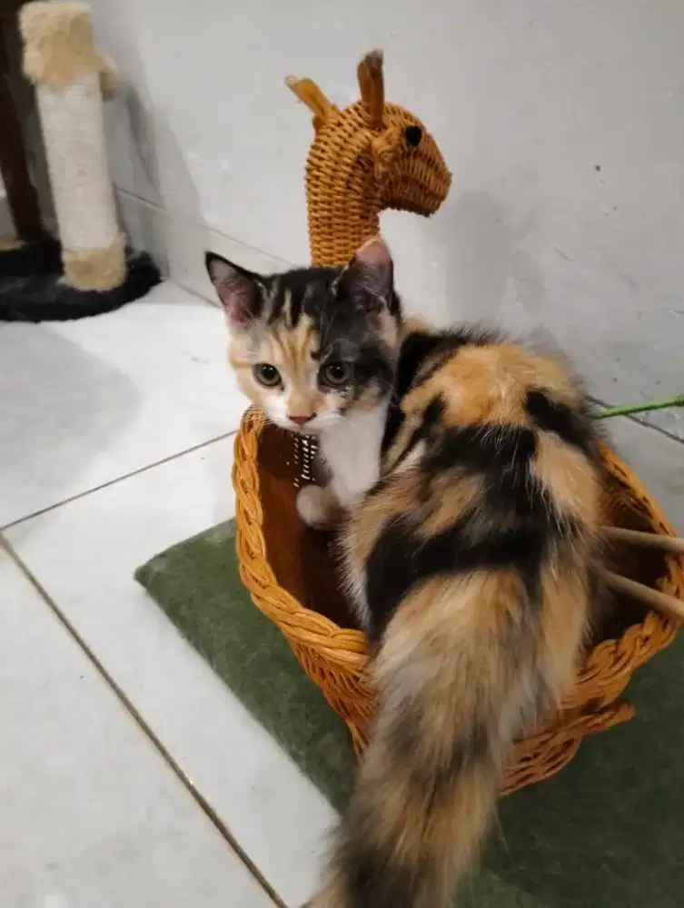 OPEN ADOPS KUCING PERSIAN CALICO