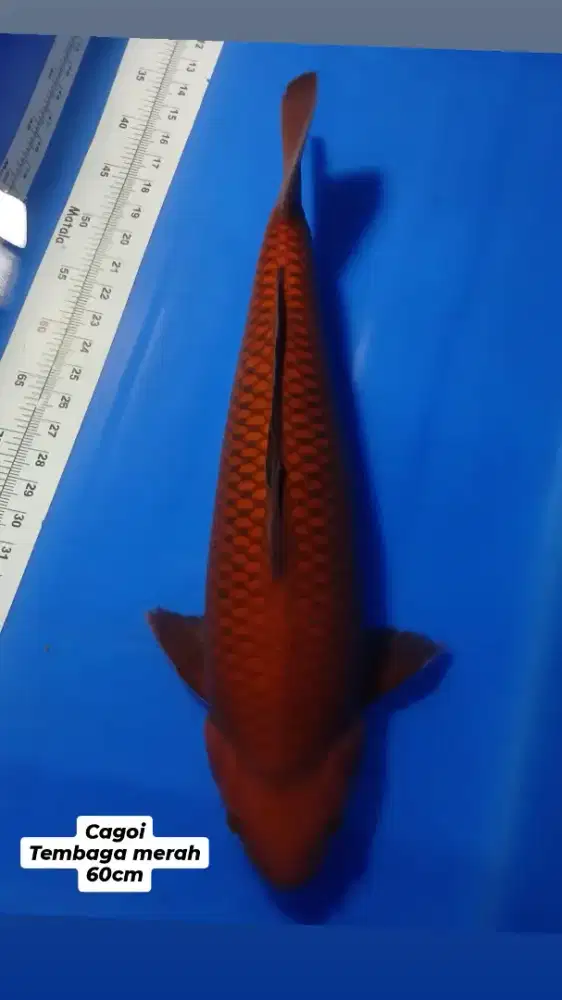 Koi cagoi 60cm maple super tembaga