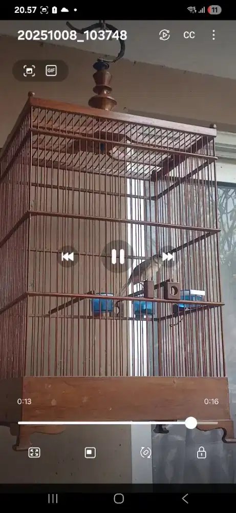 Ciblek gunung/cigun gacor